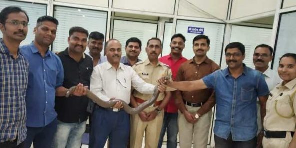 मांडूळ सापाच्या तस्करीप्रकरणी निगडी पोलिसांनी टोळीला केले जेरबंद; अंधश्रद्धेमुळे हा साप नामशेष होण्याच्या मार्गावर.