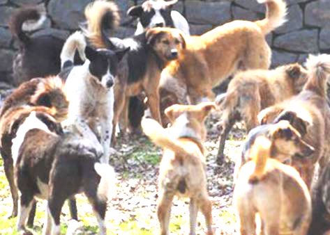 महापालिकेच्या मोकाट व भटकी कुत्री संतती नियमन शस्त्रक्रिया कामावरील खर्च संशयास्पद - भापकर