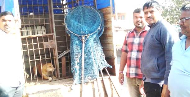 कुदळवाडीत मोकाट कुत्र्यांचा केला बंदोबस्त 