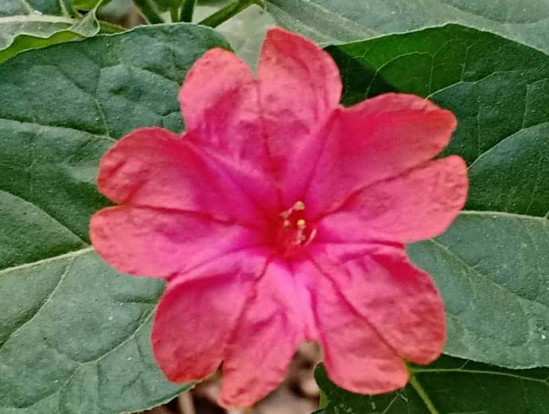 ठेकेदार रोपांची मागणी करून थकले, मात्र उद्यान विभाग ढिम्मच