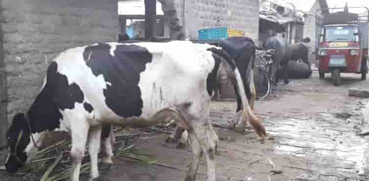 भिंतीचे काम थांबवा; अन्यथा महामार्गावर गायी आणून रास्ता रोको करणार - राम जाधव