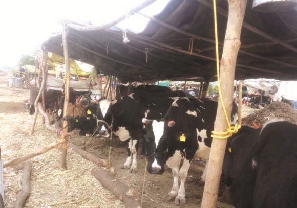 नगर परिसरातील ''चिचोंडी पाटील'' चारा छावणी ठरतेय आसपासच्या गावकऱ्यांसाठी वरदान