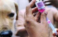 निविदा प्रक्रियेला आचारसंहितेमुळे ब्रेंक; त्यामुळे रुग्णालयात रेबीज लसीचा तुटवडा 