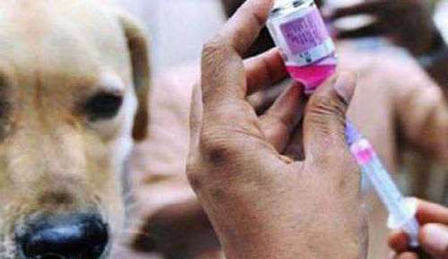 निविदा प्रक्रियेला आचारसंहितेमुळे ब्रेंक; त्यामुळे रुग्णालयात रेबीज लसीचा तुटवडा 