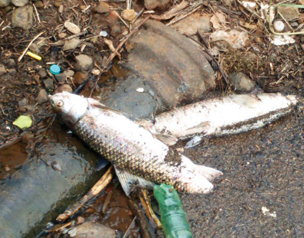 थेरगावातील केजुबाई बंधाऱ्यात मृत माशांचा खच