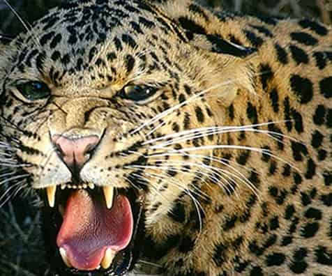 सांगावी परिसरात बिबट्याचा वावर?