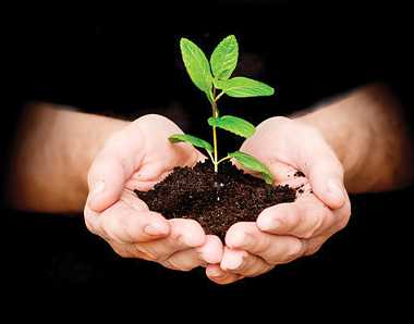 साडेतीन हजार सीडबॉल टाकून करणार वृक्षारोपण