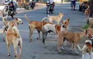 भटक्या कुत्र्यांच्या बंदोबस्तासाठी जुन्याच संस्थांना मुदतवाढ; स्थायीसमोर विषय सादर