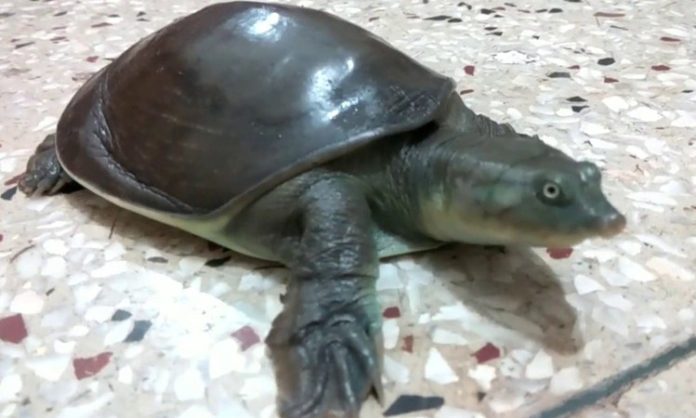 औंध येथील ओढ्यात “इंडियन फ्लॅपशेल’ जातीचे कासव सापडले