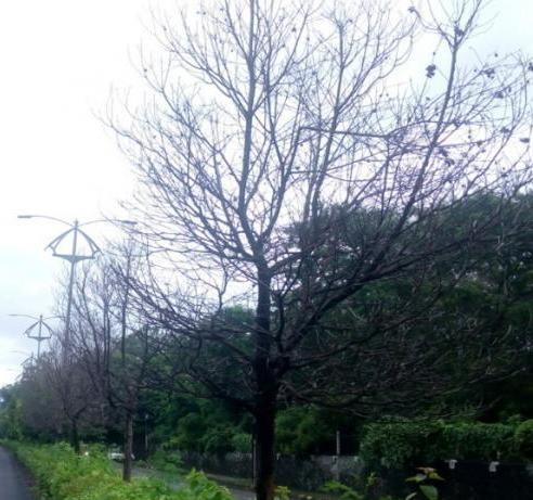 महापालिका आयुक्त बंगल्यासमोरील १९ झाडे जळाली