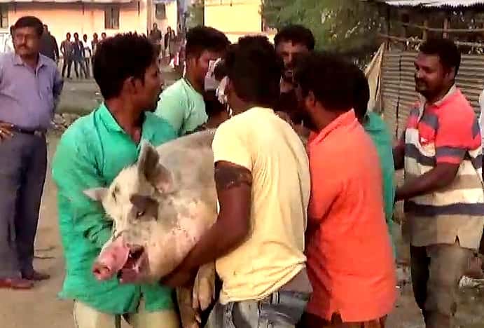 डूकरे पकडण्याच्या मोहीमेत पालिकेची सेंचुरी; कारवाईत १०८ डूकरांचा बंदोबस्त...