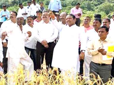मावळातील भातशेतीची खासदार बारणेंकडून पाहणी; बाधित शेतीचे तात्काळ पंचनामे करण्याचे प्रशासनास  आदेश!