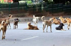 चिंचवडमधील रस्टन कॉलनी, गुरुकृपा, एस. के. एफ. वसाहतीतील मोकाट कुत्र्यांचा बंदोबस्त करा