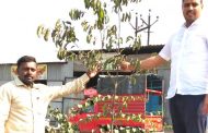 महापालिकेचे कुदळवाडी परिसरातील रस्ता दुभाजकांवर लावलेल्या झाडांकडे दुर्लक्ष - स्वी. नगरसदस्य यादव 