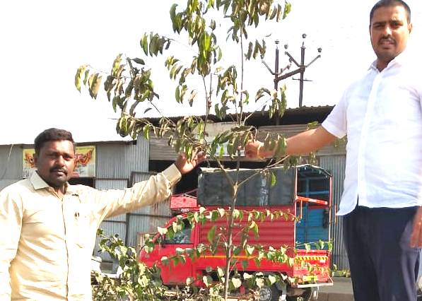 महापालिकेचे कुदळवाडी परिसरातील रस्ता दुभाजकांवर लावलेल्या झाडांकडे दुर्लक्ष - स्वी. नगरसदस्य यादव 