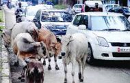 शहरात भटकी, मोकाट जनावरं आढळल्यास महापालिका घेणार ताब्यात...
