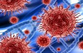 ‘करोना’ विषाणूवर पुण्यात लस...