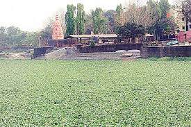 पवना नदीतील जलपर्णी तत्काळ काढा, 'एमपीसीबी'चा महापालिकेला आदेश