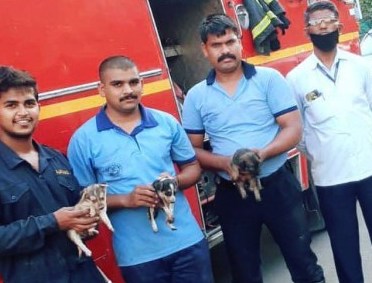 वाल्हेकरवाडीत खोल खड्ड्यात पडलेल्या कुत्र्यांच्या पिल्लांना अग्निशामक विभागाकडून जीवदान...