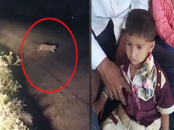 नगरमध्ये नरभक्षक बिबट्याचा माज; आईच्या कुशीतून तीन वर्षांच्या चिमुकल्याला नेल उचलून... 