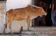 गायीच्या सडावर कोयता आणि कु-हाडीने वार; गाय गंभीर जखमी...
