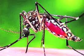 नगरसेविकेचा डेंग्यूने बळी घेल्यानंतर पालिकेला जाग..