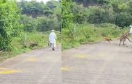 खेडमध्ये बिबट्यानंतर आता तरसाचा हैदोस..