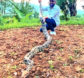 चिखलीत चक्क पत्र्याच्या घरात आढळलं १८ किलोचं अजगरं..
