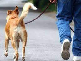 आता कुत्री, मांजरांची उघड्यावरील शौच नागरिकांचा खिसा मोकळा करणार..