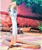 पिंपरीगावातील वाघेरे कॉलनीत आढळला कोब्रा जातीचा नाग..