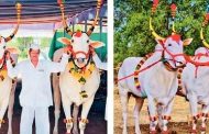 श्री संत तुकाराम महाराजांच्या पायी पालखी सोहळ्यासाठी बैलजोडी निश्चित..