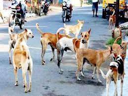 पालिका शहरातील मोकाट कुत्र्यांचा करणार बंदोबस्त; संस्थेची नियुक्ती...