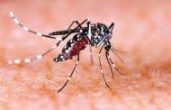 पिंपरी चिंचवड शहरात एकाच महिन्यात डेंग्यूचे पाचशेपेक्षा अधिक रुग्ण..