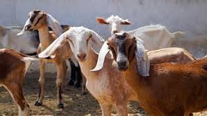 फार्मच्या दरवाजाचे कुलूप तोडून पाच लाखांच्या बकऱ्या लंपास; दिघीतील घटना...