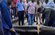 पुणे- नाशिक महामार्गावर भरधाव दुचाकीवर झाड कोसळल; दोघांचा जागीच मृत्यू...