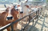 पिंपरी- चिंचवडमध्ये गोशाळा उभारण्यासाठी आमदार लांडगे आग्रही..
