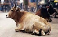 मृत प्राण्यांच्या अंत्यसंस्कारासाठी शहरात जागेची कमतरता..