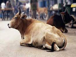 मृत प्राण्यांच्या अंत्यसंस्कारासाठी शहरात जागेची कमतरता..