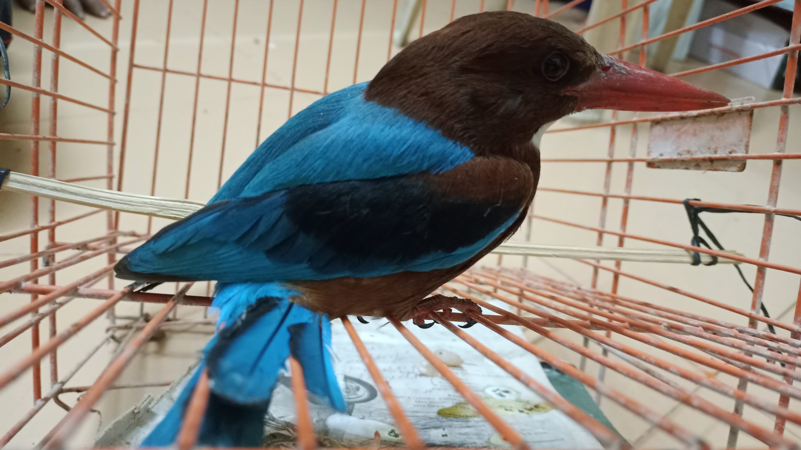 पक्षीमित्रांमुळे 