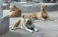 भटक्या कुत्र्यांची भीती पालिकेचा ‘अ‍ॅनिमल कनेक्ट कॅम्प’ करणार कमी..