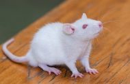 पिंपरी चिंचवड महापालिका बारा लाखांचे पांढरे उंदीर खरेदी करणार...