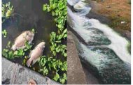पवना ' माय ' प्रदूषित होण्याची ही आहेत कारणं..