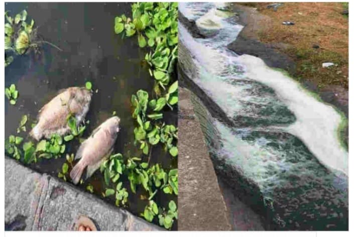 पवना ' माय ' प्रदूषित होण्याची ही आहेत कारणं..