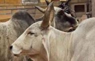 कत्तलीसाठी गायीची टेम्पोतून वाहतूक करणारे तिघे जेरबंद...