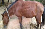 गो शाळेतील मृत घोडा जमिनीत गाडण्यास विरोध करीत लोखंडी गजाने मारहाण...