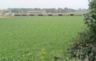 नदीमधील जलपर्णी कायमची नष्ट करू; पालिकेच्या पर्यावरण विभागाचा दावा...