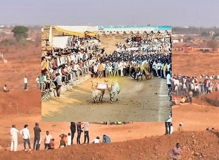 देहूतील बैलगाड्यांच्या शर्यतीमध्ये हे दोघे ठरले 'घाटाचा राजा'चे मानकरी...