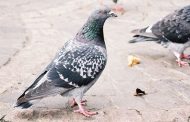 कबुतरांची विष्ठा आणि पिसांमुळे न्यूमोनिया आणि फुफ्फुसाच्या आजारांचा शिरकाव..