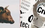 गाईंना इंजेक्शन देऊन त्यांची कत्तल करणाऱ्या टोळीवर मोका अंतर्गत कारवाई..