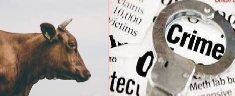 गाईंना इंजेक्शन देऊन त्यांची कत्तल करणाऱ्या टोळीवर मोका अंतर्गत कारवाई..